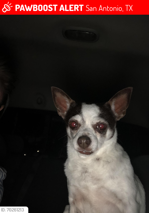 Lost Female Dog last seen Timberhill, San Antonio, TX 78238