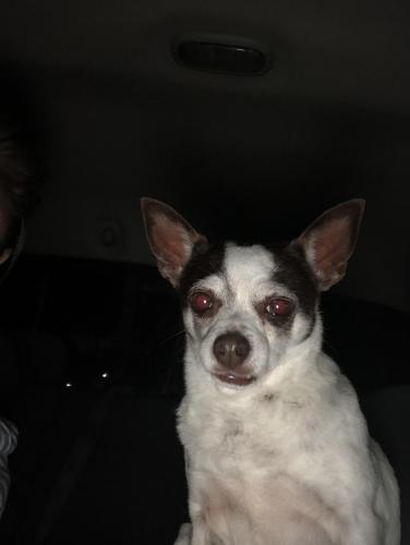 Lost Female Dog last seen Timberhill, San Antonio, TX 78238