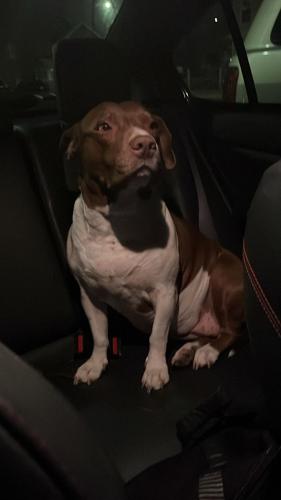 Lost Female Dog last seen 11th and humboldt, Denver, CO 80218