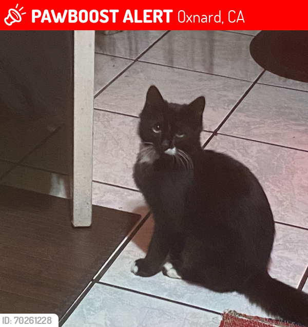 Lost Male Cat last seen 1st street, Oxnard, CA 93030