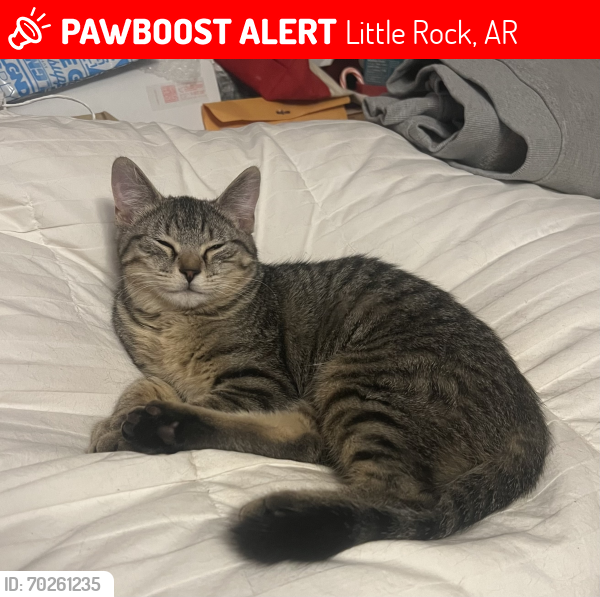 Lost Female Cat last seen Stagecoach Rd, Little Rock, AR 72204