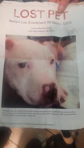 Lost Female Dog last seen Near church, Portland, OR 97233