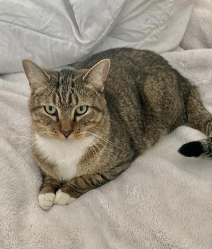 Lost Male Cat last seen Cathedral City Cove, Cathedral City, CA 92234