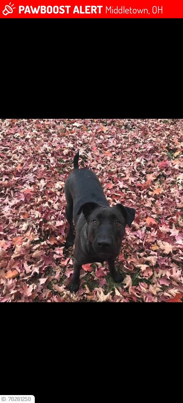 Lost Female Dog last seen Baltimore street, Middletown, OH 45044