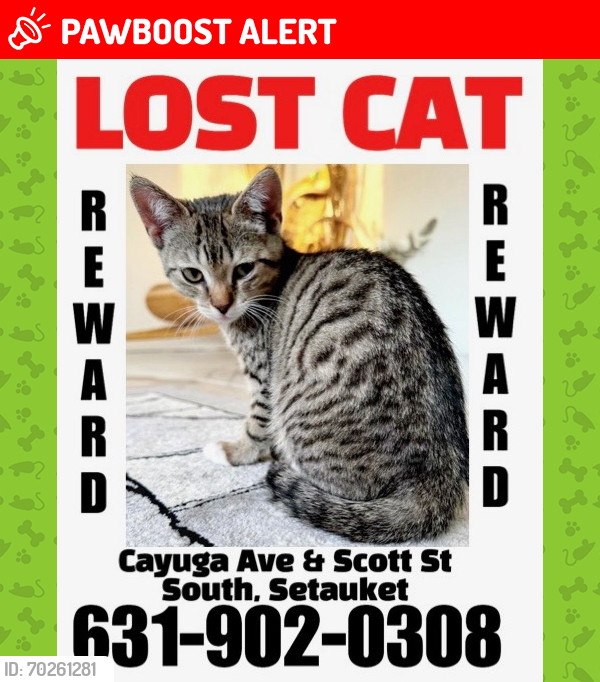 Lost Female Cat last seen Cayuga Ave , Setauket- East Setauket, NY 11720