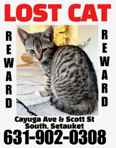 Lost Female Cat last seen Cayuga Ave , Setauket- East Setauket, NY 11720