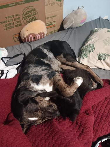 Lost Female Dog last seen 5th street and Brentwood ave , Louisville, KY 40215