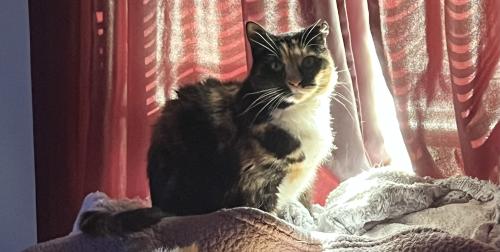 Lost Female Cat last seen Lincoln & Woodlawn, Wichita, KS 67207
