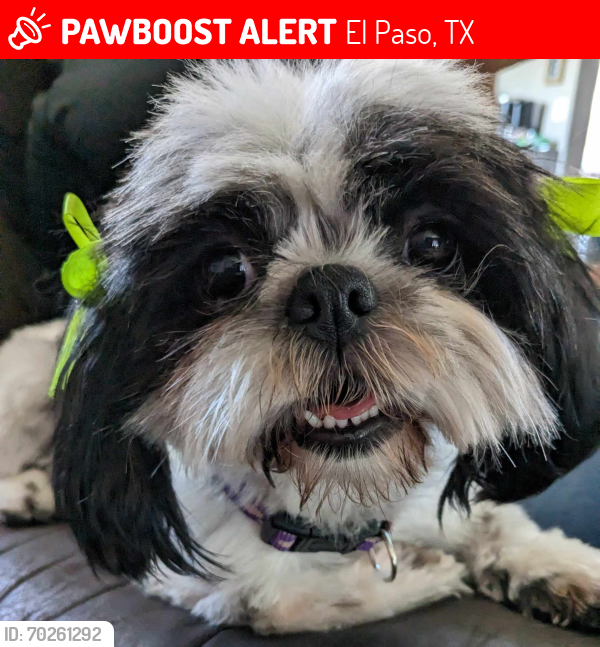 Lost Female Dog last seen Peyton street , El Paso, TX 79928