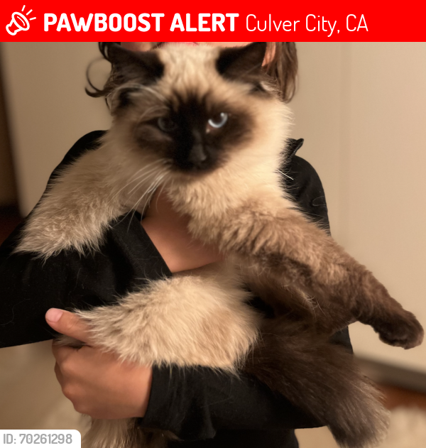 Lost Male Cat last seen McM, Jacob, Culver City, CA 90232