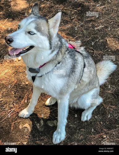 Lost Female Dog last seen florida and yates, Denver, CO 80219