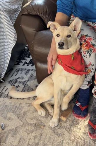 Lost Female Dog last seen Independence Dr, Anchorage, AK 99507
