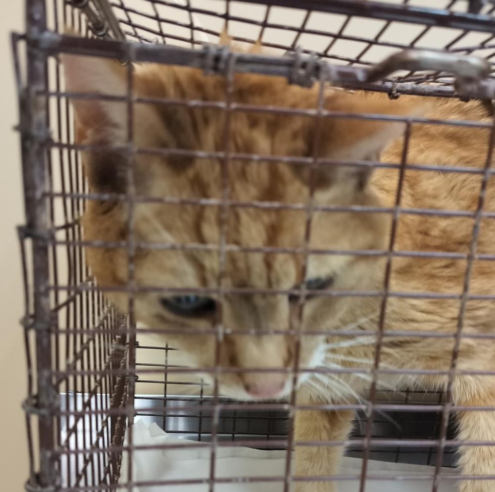 Shelter Stray Male Cat last seen Near E 3rd Avenue, LIBERTY LAKE, WA, 99019, Spokane, WA 99212