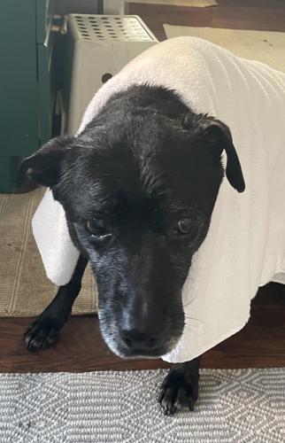 Lost Female Dog last seen Denker and Rolland Curtis, Los Angeles, CA 90062