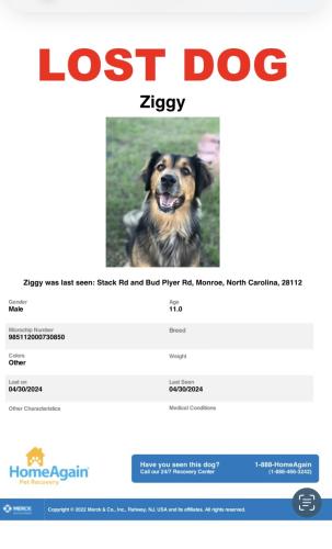 Lost Male Dog last seen Stack rd and bud plyer rd, Monroe, NC 28112