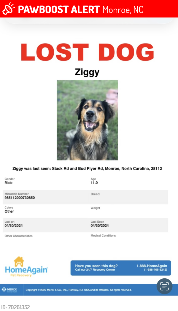 Lost Male Dog last seen Stack rd and bud plyer rd, Monroe, NC 28112