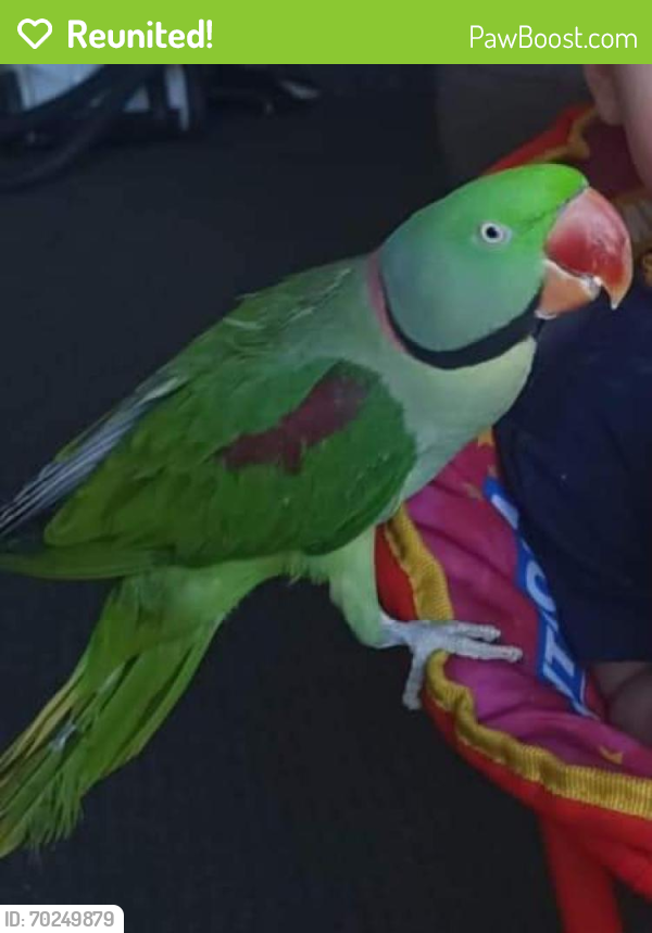 Reunited Male Bird last seen Sharpless road, Springfield, QLD 4300
