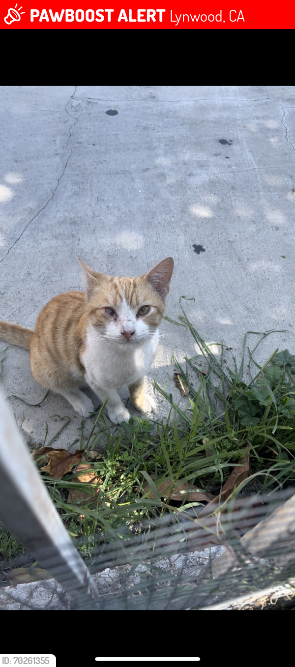 Lost Male Cat last seen Mariscos y Sushi Los Tomateros, Lynwood, CA 90280