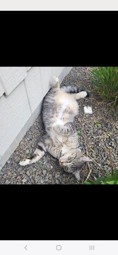 Lost Male Cat last seen Cherry and ustick, nampa, idaho, Canyon County, ID 83687
