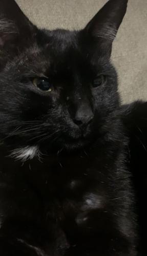 Lost Male Cat last seen near Irving mall , Irving, TX 75062