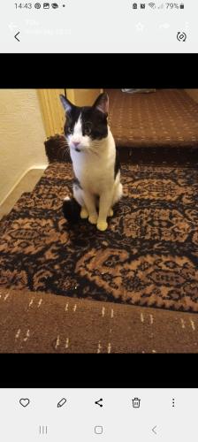 Lost Male Cat last seen England West Yorkshire HD45DB, West Yorkshire, England HD4 5HB