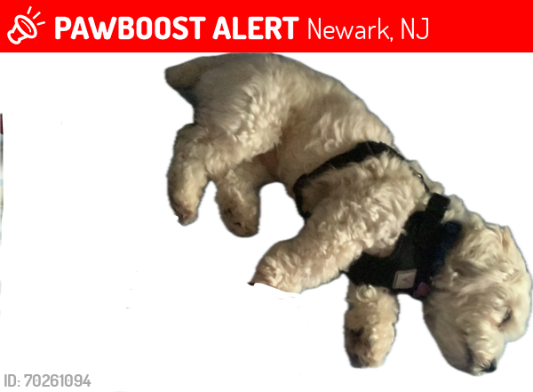 Lost Male Dog last seen Near South 12 Street, Newark, NJ 07103