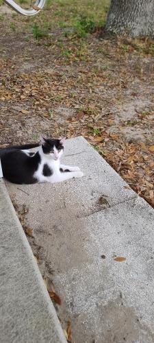 Lost Male Cat last seen 23rd Street and Otis Allen, Zephyrhills, FL 33540