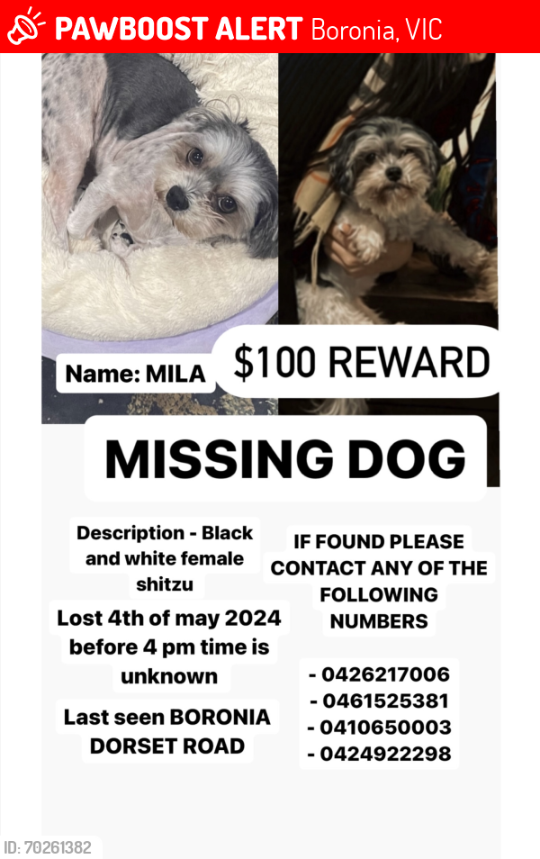 Lost Female Dog last seen Dorset Rd boronia , Boronia, VIC 3155