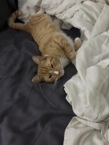 Lost Male Cat last seen Marsh and Spring Valley near Loos Stadium, Addison, TX 75001