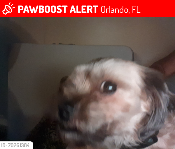 Lost Female Dog last seen Aein road, Orlando, FL 32817