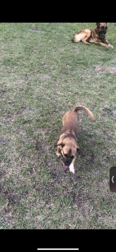 Lost Male Dog last seen US-1 Greenada I 95 , Jacksonville, FL 32258