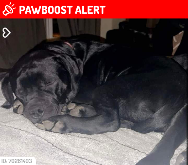 Lost Male Dog last seen Peterson between Barnes and Stetson Hills, Colorado Springs, CO 80922