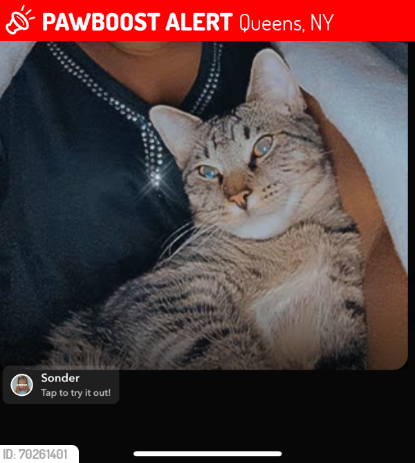 Lost Male Cat last seen Beach 60 , Queens, NY 11692
