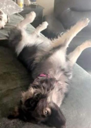 Lost Female Dog last seen Peterson between Barnes and Stetson Hills, Colorado Springs, CO 80922
