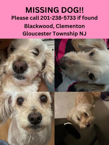 Lost Female Dog last seen Winding Way, Clementon, NJ, Clementon, NJ 08021