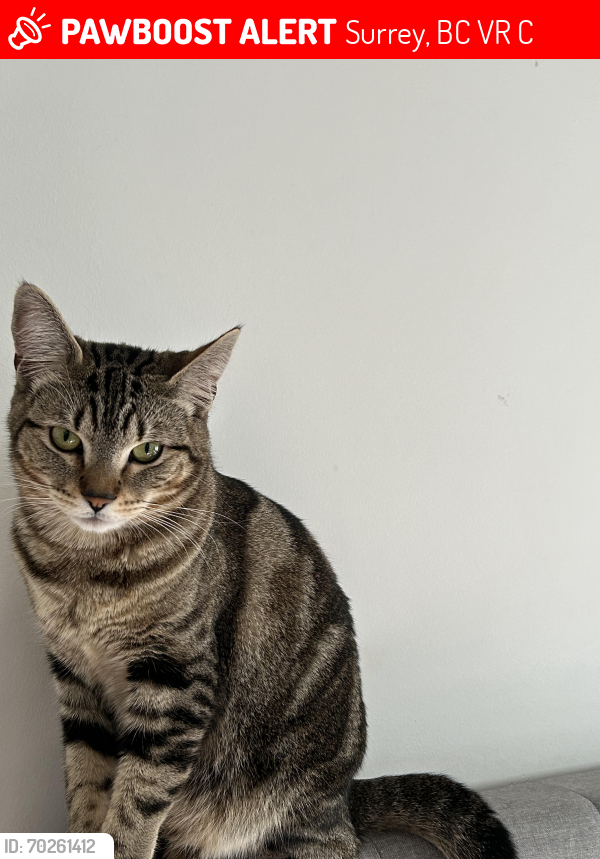 Lost Female Cat last seen We are right beside the firehall and Fraser highway , Surrey, BC V3R 0C7