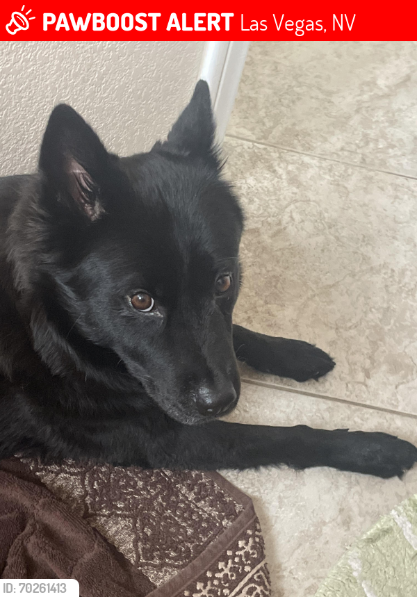 Lost Female Dog last seen Cheyenne & Jones 89108, Las Vegas, NV 89108