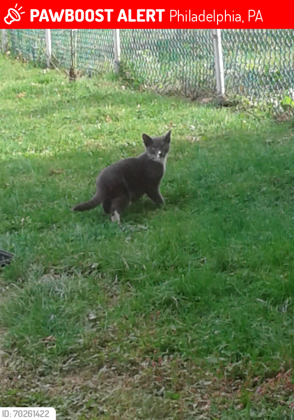 Lost Female Cat last seen Millbrook Road near Fairdale. !9154, Philadelphia, PA 19154