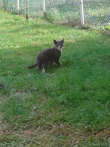 Lost Female Cat last seen Millbrook Road near Fairdale. !9154, Philadelphia, PA 19154