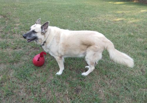 Lost Male Dog last seen Pine and Harvard area, tulsa, ok 74115, Tulsa, OK 74110