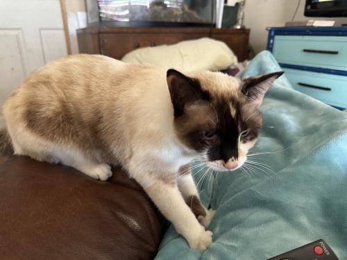 Lost Female Cat last seen Whitmore Drive and Addison Street, Port St. Lucie, FL 34984