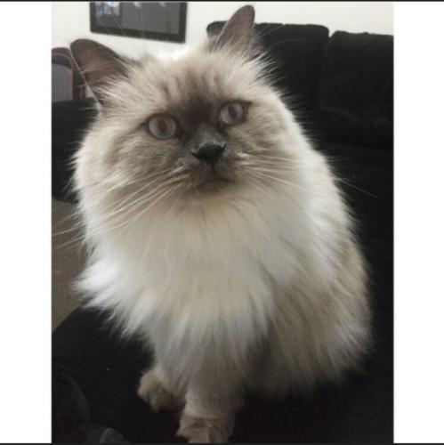 Lost Male Cat last seen Equestrian drive , New Beith, QLD 4124