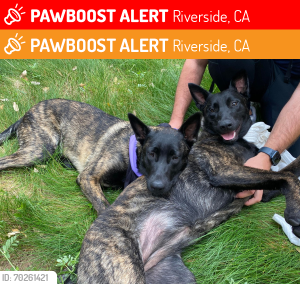 Lost Female Dog last seen Big springs Dr. Near Goodwins grocery stre, Riverside, CA 92501