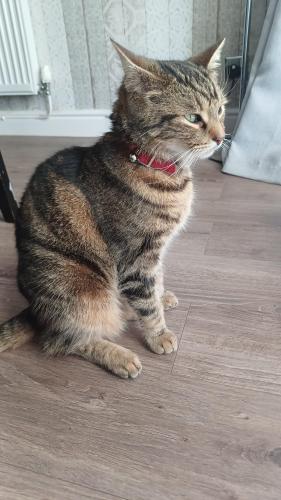 Lost Male Cat last seen Hawkley Hall wigan, Greater Manchester, England WN3