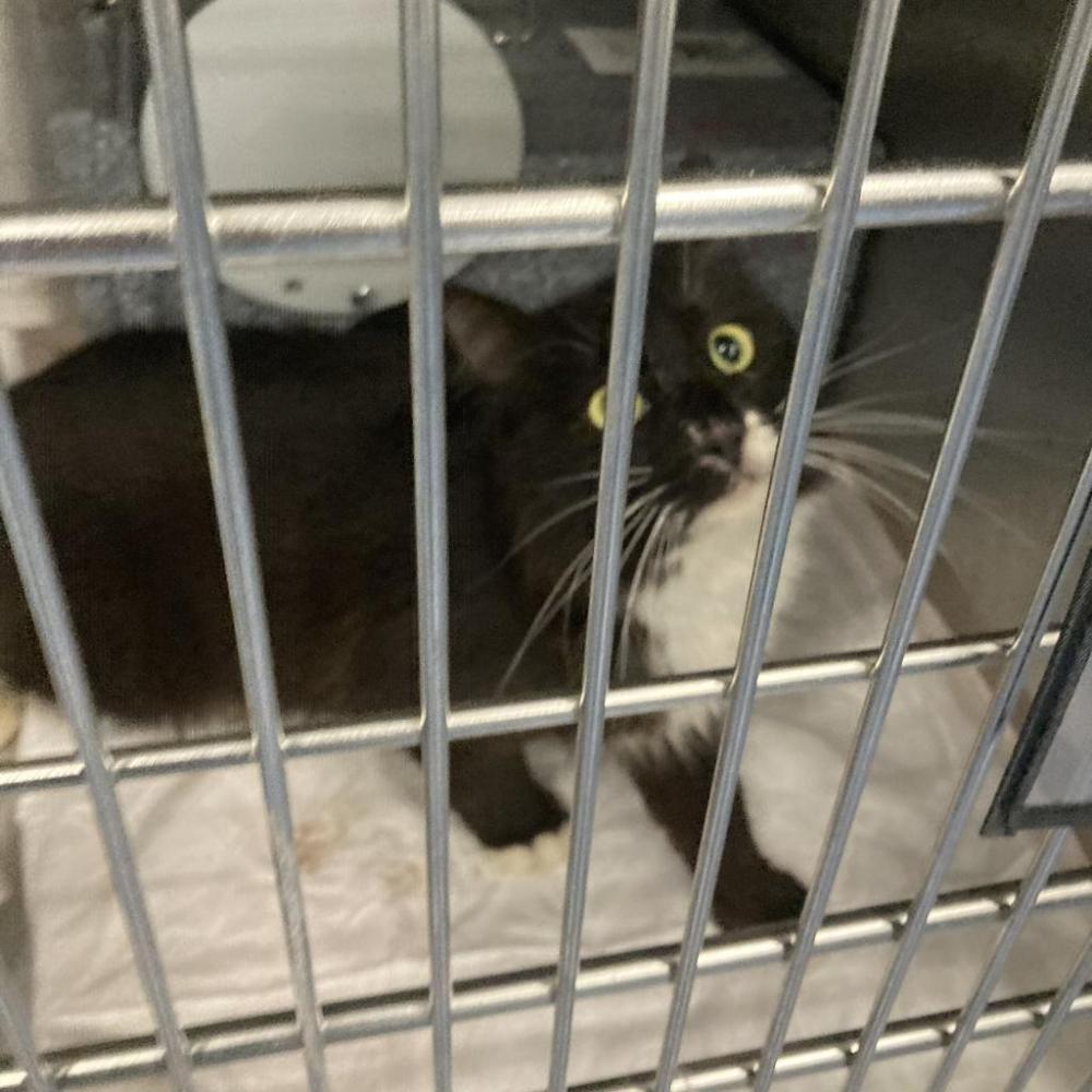Shelter Stray Unknown Cat last seen , Greensboro, NC 27409