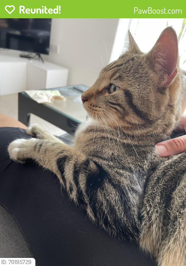 Reunited Male Cat last seen Banning street and Pelton Road, Greater London, England SE10 0FF
