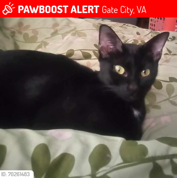 Lost Female Cat last seen Fir street , Gate City, VA 24251