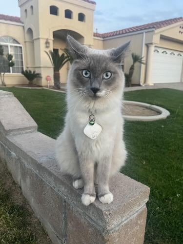 Lost Male Cat last seen Monica St, Bakersfield, CA 93306