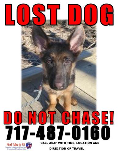 Lost Male Dog last seen Lingelstown Rd Harrisburg, PA, Harrisburg, PA 17110