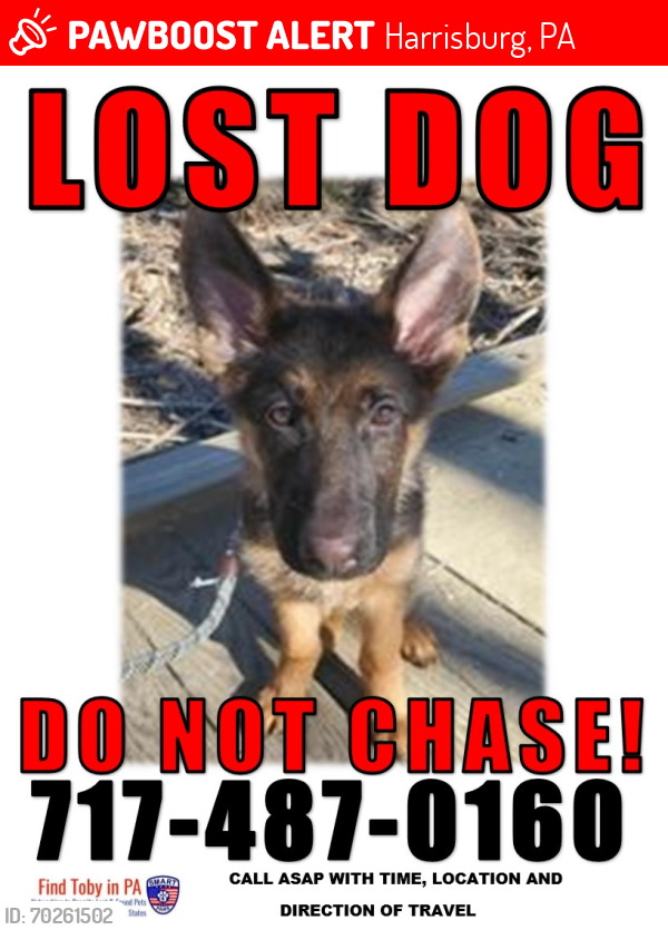 Deceased Male Dog last seen Lingelstown Rd Harrisburg, PA, Harrisburg, PA 17110